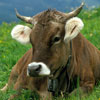 play Cow
