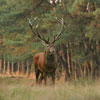 play Deer