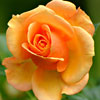 play Tea-Rose