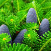 Branches Of Pine Needles