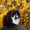 play Jigsaw: Black And White Cat