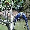 play Two Beloved Bird Slide Puzzle