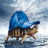 play Rain And Turtle Slide Puzzle