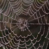 play Web