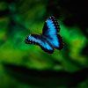 play Butterfly