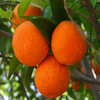 play Jigsaw: Oranges