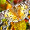 play Butterfly