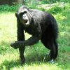 play Jigsaw: Chimpanzee