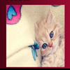 play Blue-Eyed Jıgsaw Puzzle