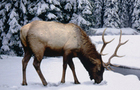 play Winter Stag Jigsaw Puzzle