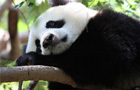 play Panda Jigsaw Puzzle