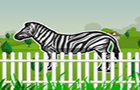 play Hidden Zebra