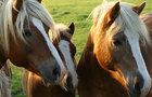 play Horses Jigsaw