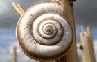 play Snail Jigsaw