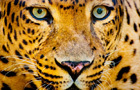 play Leopard Jigsaw