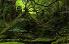 play Hidden Objects-Jungle 2