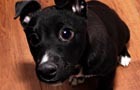 play Pretty Puppies Puzzles