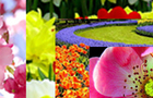 play Lovely Flowers Jigsaw