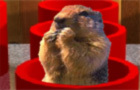 play Whack A Gopher