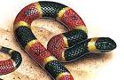 play Classic Snake Madnesss