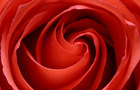 play Rose Jigsaw