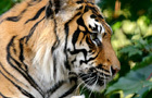 play Sumatran Tiger