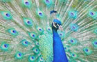 play Peacock