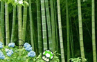 play Mushroom Collector 2