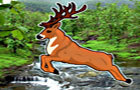 play Hidden Deer