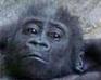 play Little Gorilla Puzzle