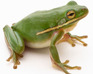 play Become A Frog