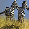 play Zebras In The Field Slide Puzzle