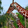 play Three Hungry Giraffe Slide Puzzle