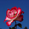 play Jigsaw: Red And White Rose
