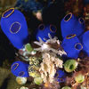 play Blue Creature
