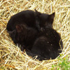 play Jigsaw: Kittens Sleeping