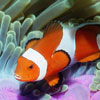 play Clown Fish