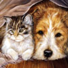 play Cat & Dog