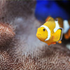 play Clown Fish Jigsaw