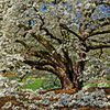 play White Tree