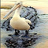 play Big Lonely Pelican Slide Puzzle