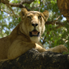 play Jigsaw: Resting Lion