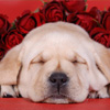 Valentine Puppy Jigsaw