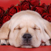 play Valentine Puppy Jigsaw