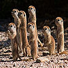 play Shy Meerkat Family Slide Puzzle