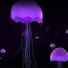play Purple Jellyfish Slide Puzzle