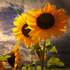play Sunflower