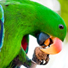 play Macaw Parrot Jigsaw