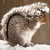 Squirrel In The Snow Slide Puzzle