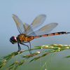 play Insect Jigsaw Puzzle Tournament